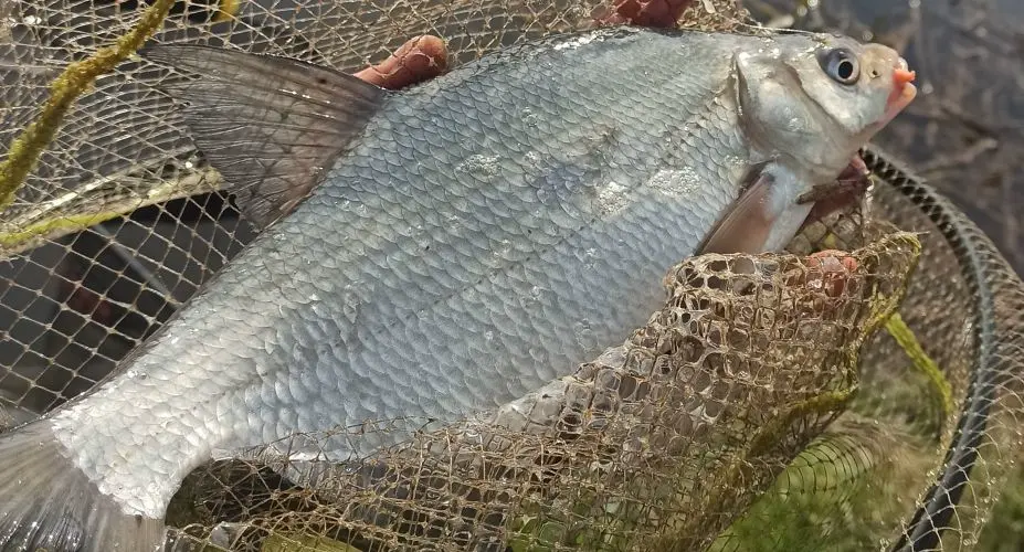 leszcz złowiony na feeder na Nogacie w Malborku